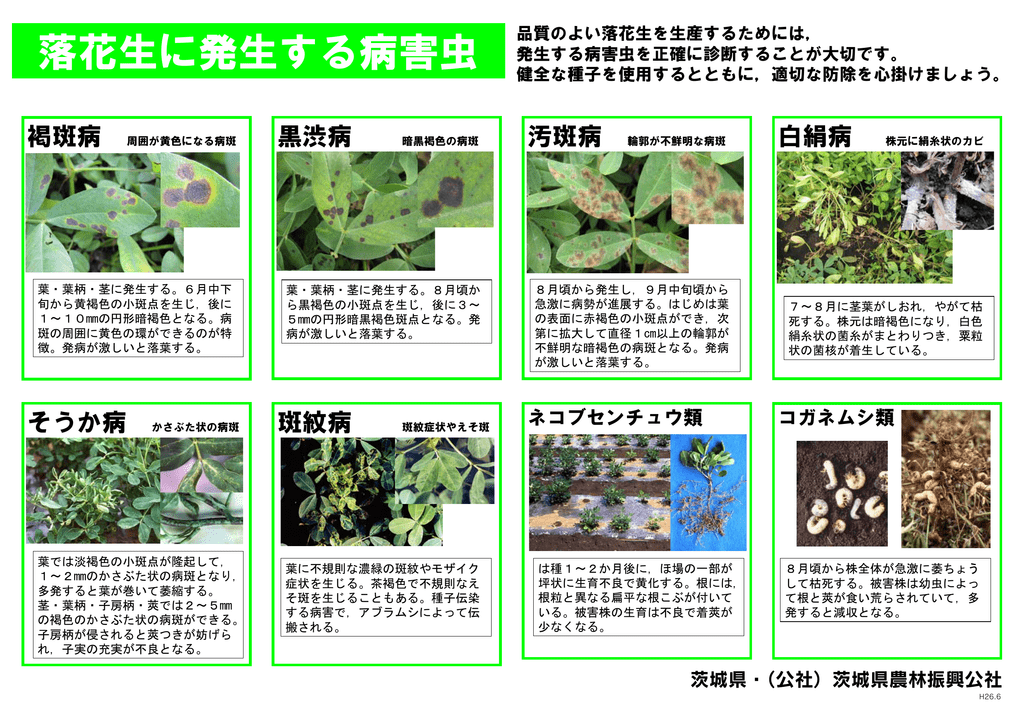 落花生に発生する病害虫